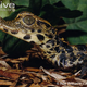 Illustration for article titled Sunday Crocodilian - Osteolaemus tetraspis Edition